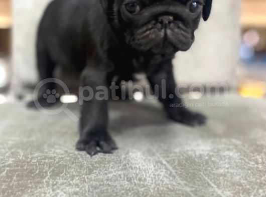 Safkan Pug Mops Bebekler görsel