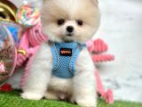 Güzel Sahip Pomeranian