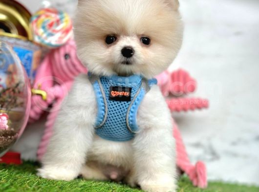 Güzel Sahip Pomeranian görsel