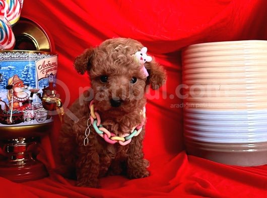 A Kalite Poodle