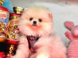 Güzel sahip pomeranian