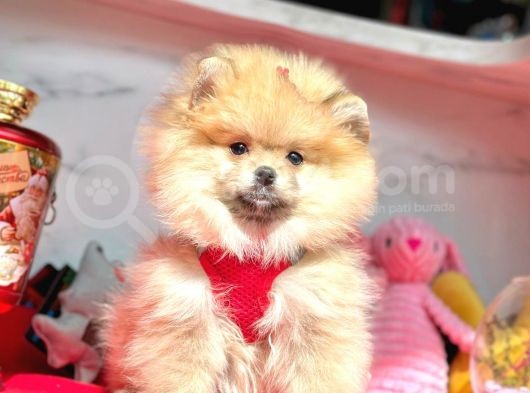 Güzel Sahip Pomeranian görsel