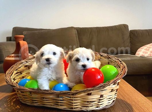 Kar Beyazı Maltese Terrier Bebekler görsel