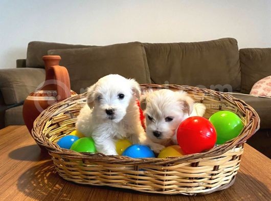 Kar Beyazı Maltese Terrier Bebekler görsel