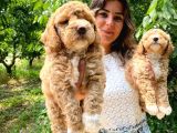 Anti̇alerji̇k Irk Toy Poodle Bebekleri̇mi̇z