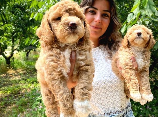 Anti̇alerji̇k Irk Toy Poodle Bebekleri̇mi̇z görsel
