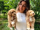 Anti̇alerji̇k Irk Toy Poodle Bebekleri̇mi̇z
