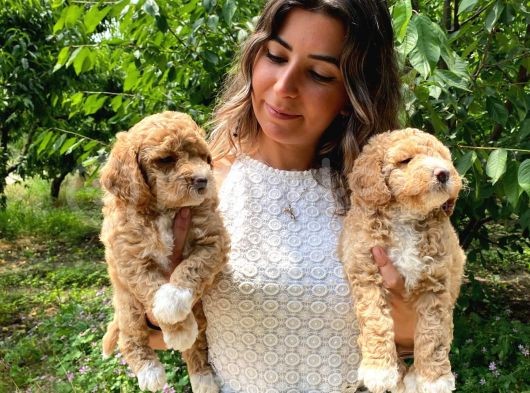 Anti̇alerji̇k Irk Toy Poodle Bebekleri̇mi̇z görsel