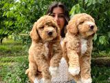 ANTİALERJİK IRK TOY POODLE BEBEKLERİMİZ