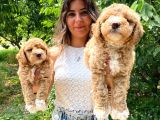 Anti̇alerji̇k Irk Toy Poodle Bebekleri̇mi̇z