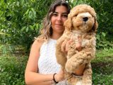 Anti̇alerji̇k Irk Toy Poodle Bebekleri̇mi̇z