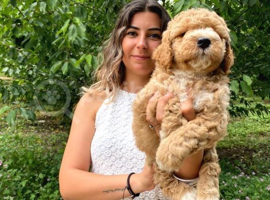 Anti̇alerji̇k Irk Toy Poodle Bebekleri̇mi̇z görsel