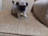 Safkan Pug Mops Bebekler