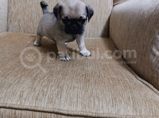 Safkan Pug Mops Bebekler görsel