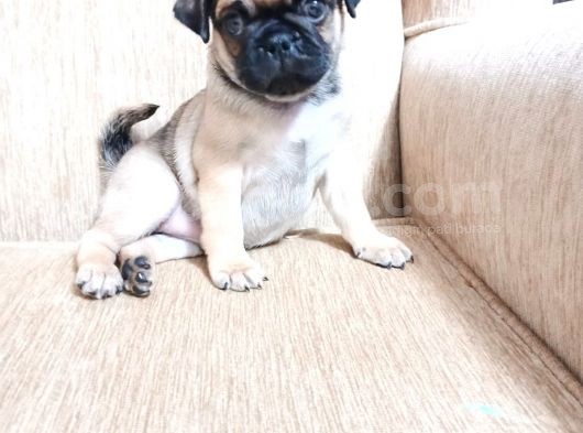 Safkan Pug Mops Bebekler görsel
