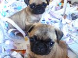 Safkan Pug Mops Bebekler