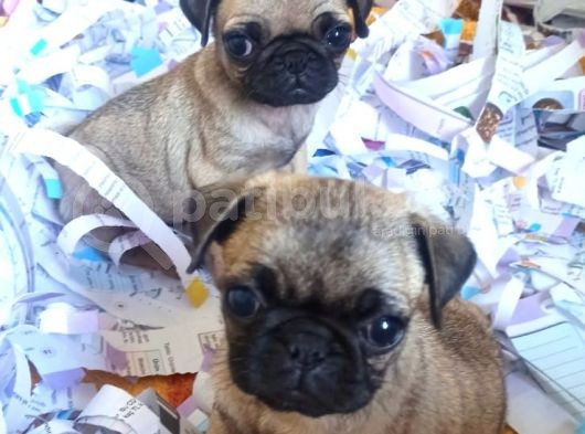 Safkan Pug Mops Bebekler görsel
