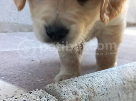 Harika Golden Bebekler görsel