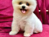 Show Yavrular Pomeryan Boo Tcup