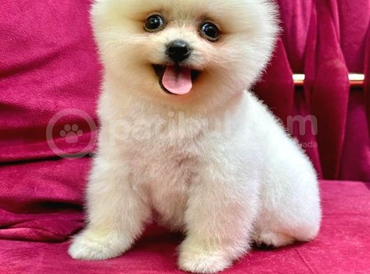 Show Yavrular Pomeryan Boo Tcup görsel