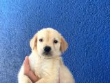 Harika Golden Bebekler