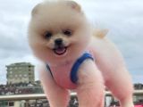 Show Yavrular Pomeryan Boo Tcup
