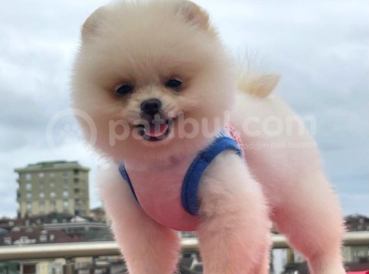 Show Yavrular Pomeryan Boo Tcup görsel