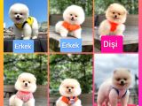 Show Yavrular Pomeryan Boo Tcup