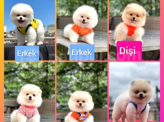 Show Yavrular Pomeryan Boo Tcup görsel