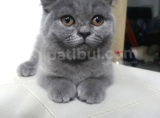 Tombiş Tombiş Britishler Uygun Fiyat