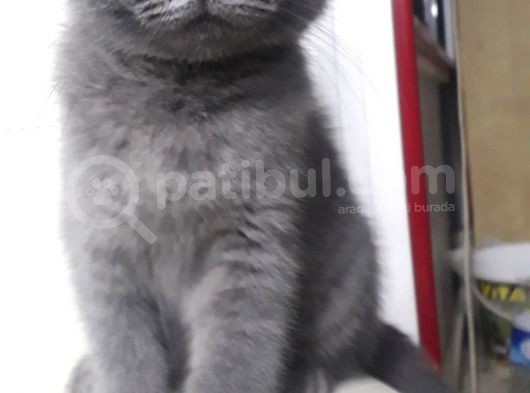 Tombiş Tombiş Britishler Uygun Fiyat görsel