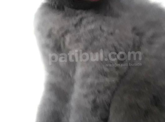 Tombiş Tombiş Britishler Uygun Fiyat görsel
