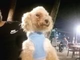 Harika Toy Poodle oğlumuz