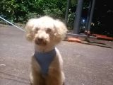 Harika Toy Poodle Oğlumuz