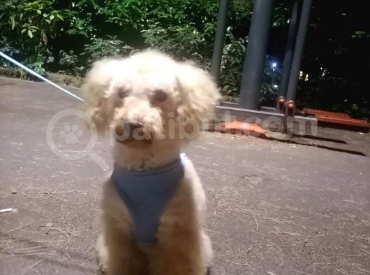 Harika Toy Poodle Oğlumuz görsel