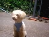 Harika Toy Poodle Oğlumuz