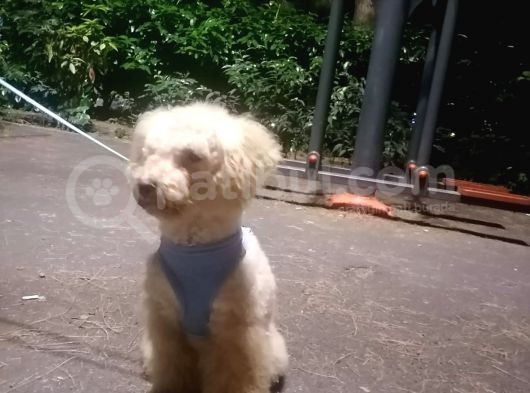 Harika Toy Poodle Oğlumuz görsel