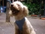 Harika Toy Poodle Oğlumuz