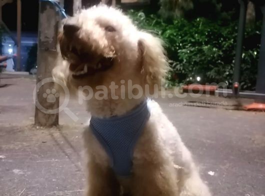 Harika Toy Poodle Oğlumuz görsel