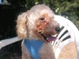 Harika Toy Poodle Oğlumuz