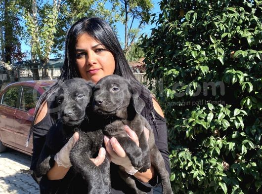 Labrador Yavrularımız görsel