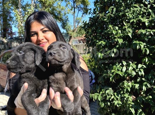 Labrador Yavrularımız görsel