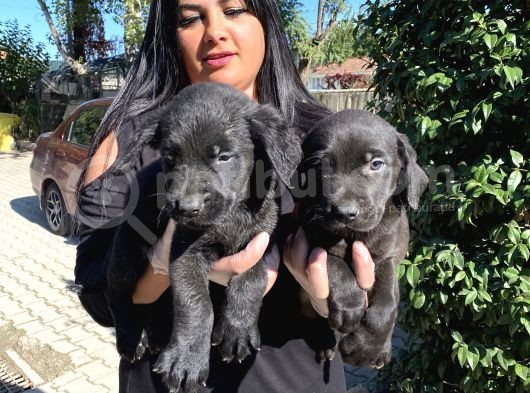 Labrador Yavrularımız