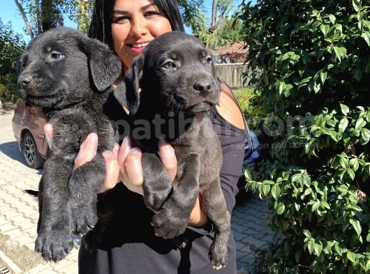 Labrador Yavrularımız görsel