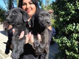 Labrador Yavrularımız