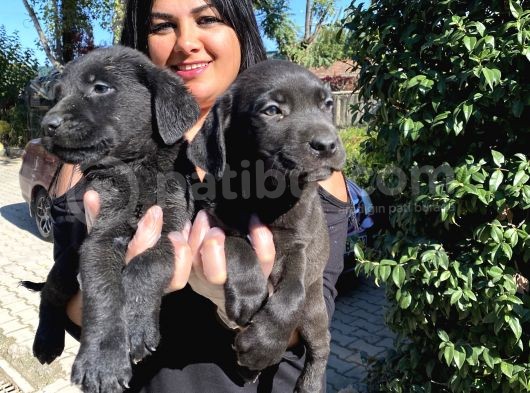 Labrador Yavrularımız görsel