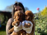 Orjinal Toy Poodle Yavrularım