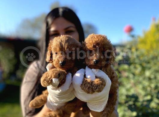 Orjinal Toy Poodle Yavrularım görsel