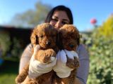 Orjinal Toy Poodle Yavrularım