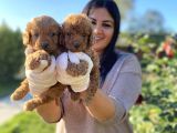 Orjinal toy poodle yavrularım